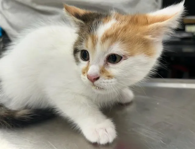 A baby small-sized female Domestic Short Hair cat named Mercy for adoption in Peoria, IL