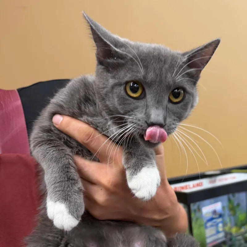 A young small-sized female Gray / Blue / Silver Domestic Short Hair cat named Snowball for adoption in Midland, TX