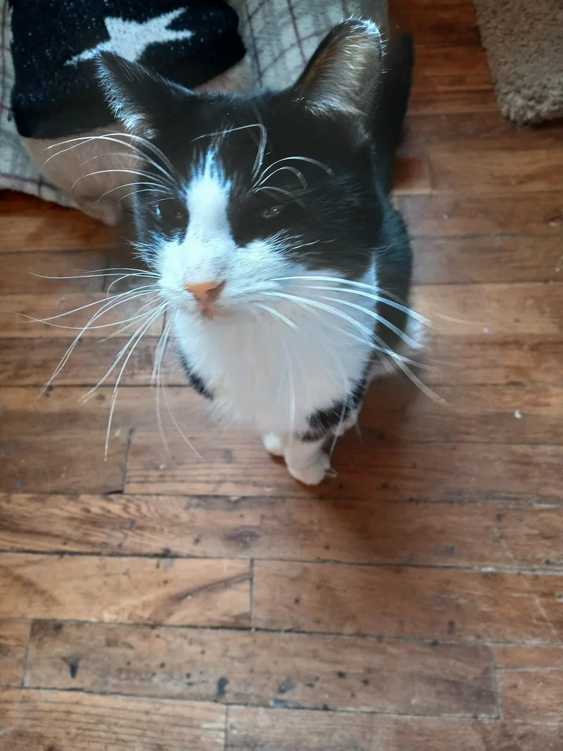 An adult medium-sized male American Shorthair cat named Mr. Tuxedo for adoption in Twin Falls, ID