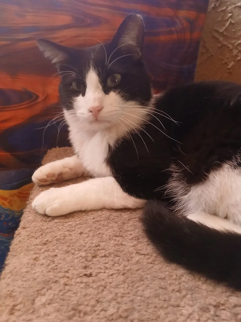 Mr. Tuxedo thumbnail 2