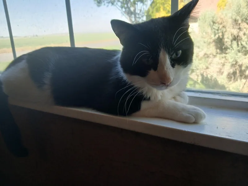 Mr. Tuxedo thumbnail 3