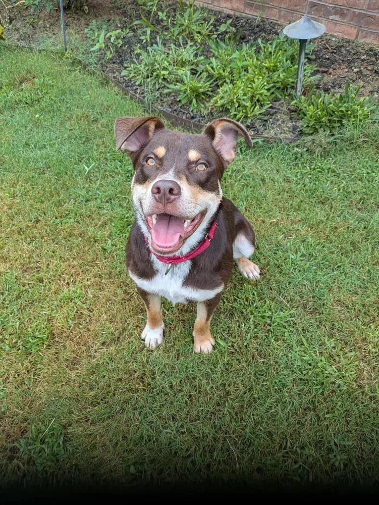A young medium-sized male Brown / Chocolate Australian Cattle Dog / Blue Heeler dog named Otis for adoption in Shawnee, OK