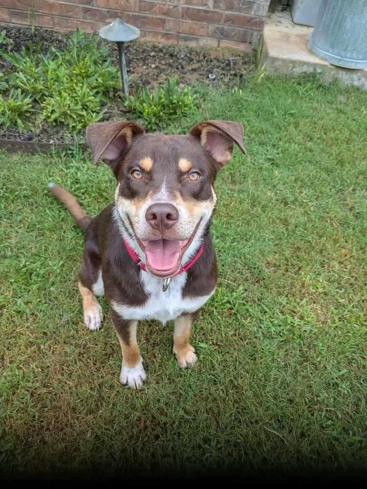 Otis thumbnail 5