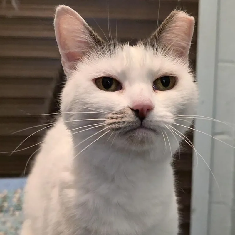 A senior large-sized female Domestic Short Hair cat named Holly & Mistle Toe for adoption in Smithtown, NY