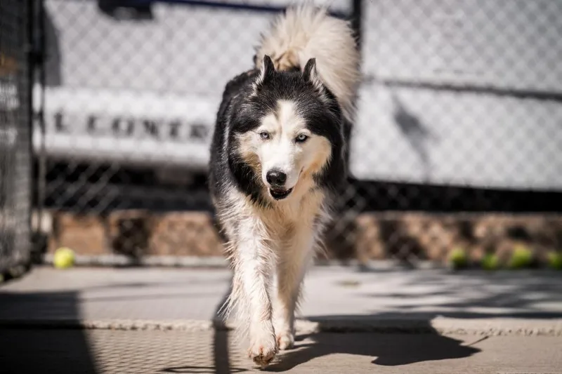 An adult medium-sized female Husky dog named Xena for adoption in Twentynine Palms, CA
