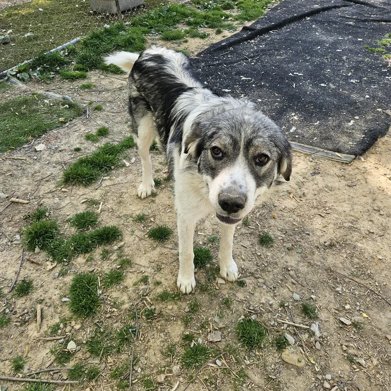 Sweet Girl thumbnail 2