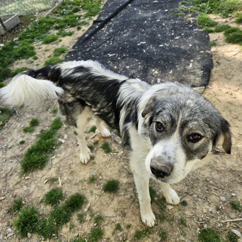 Sweet Girl thumbnail 3