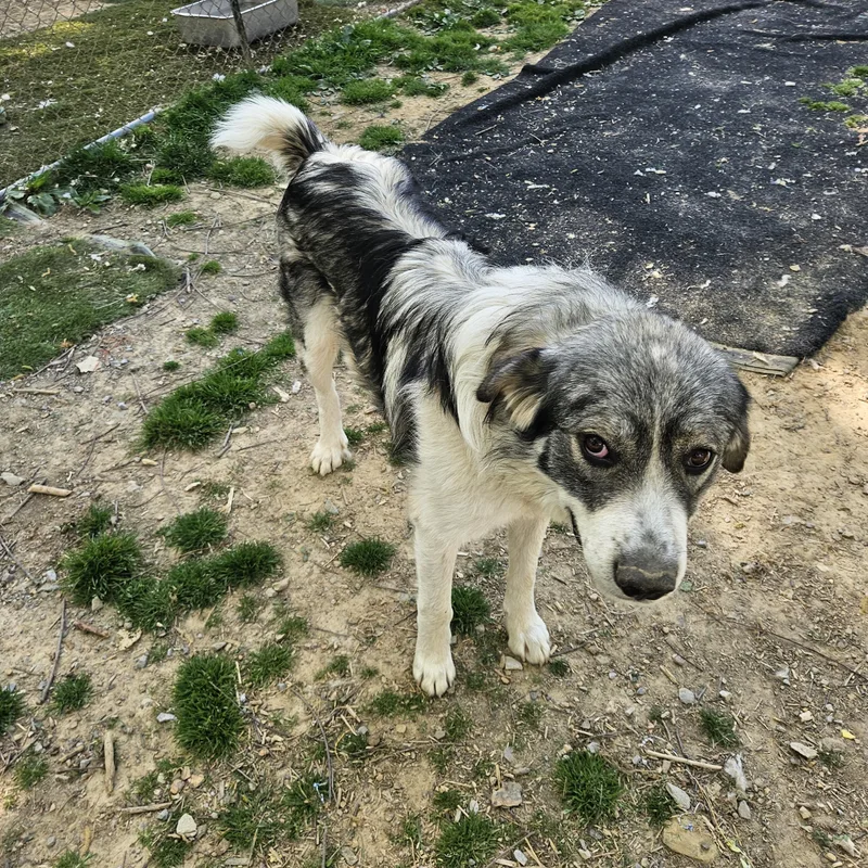 Sweet Girl thumbnail 4