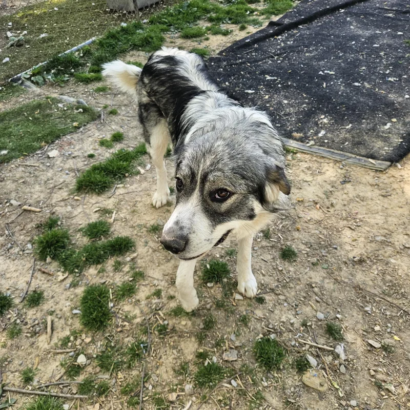 Sweet Girl thumbnail 5