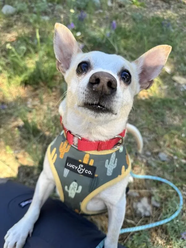 A senior small-sized male Mixed Breed dog named Mr. Schnitzel for adoption in Truckee, CA