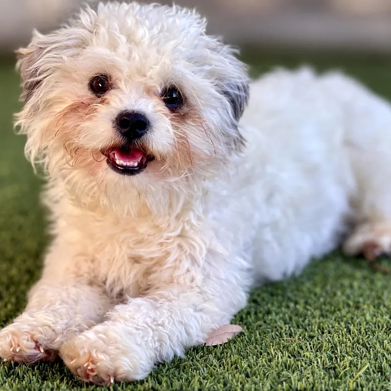 A young small-sized male Poodle dog named Wingman: I Like Chickens for adoption in Hondo, TX