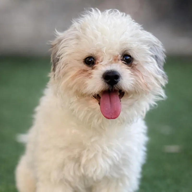 Wingman: I Like Chickens thumbnail 3