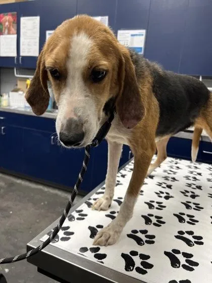 An adult medium-sized female Hound dog named B Trinity for adoption in North Charleston, SC