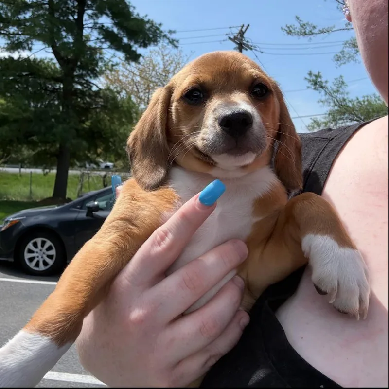 A baby small-sized female Brown / Chocolate Beagle dog named Cocoa Puff for adoption in Rockville, MD