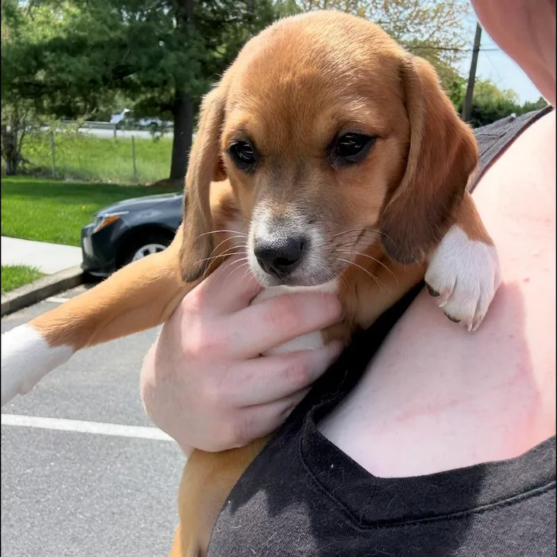 Cocoa Puff thumbnail 2