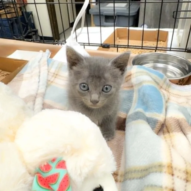 A baby small-sized male Gray / Blue / Silver Domestic Short Hair cat named Willie for adoption in Bastrop, TX