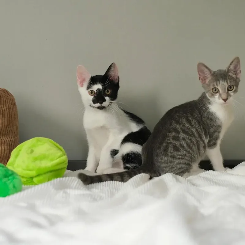 A baby small-sized male Tuxedo cat named Kale and Spinach for adoption in Miami, FL