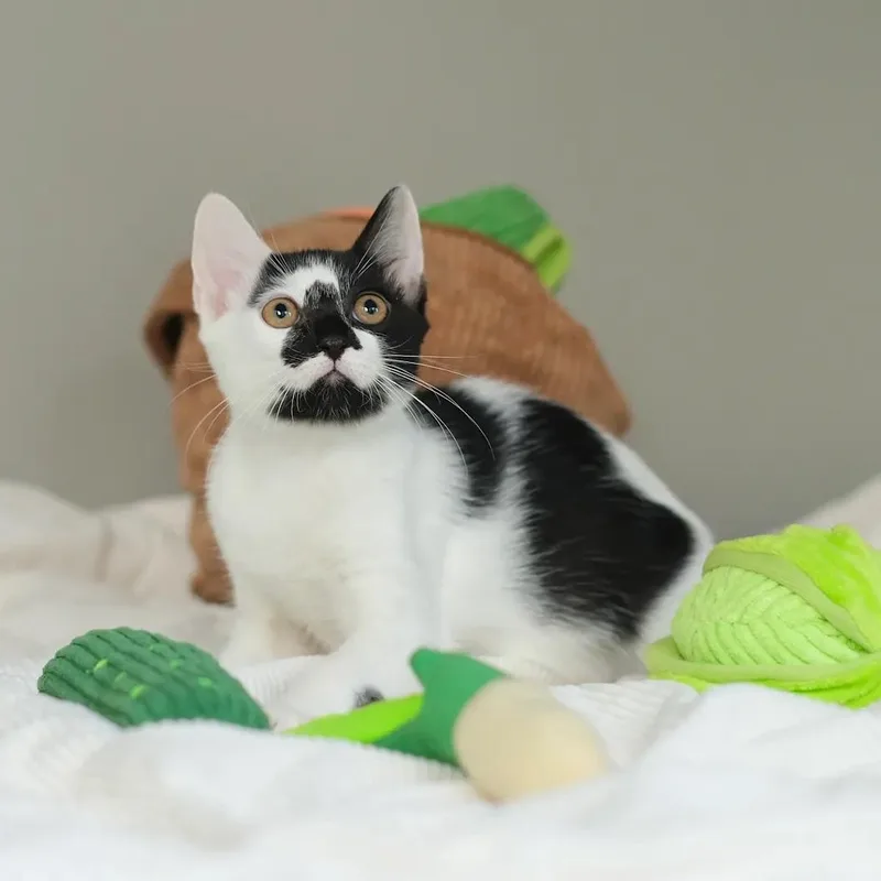 Kale and Spinach thumbnail 5