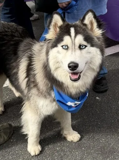 A young medium-sized male Tricolor (Brown, Black, & White) Husky dog named Balto for adoption in Washington, DC