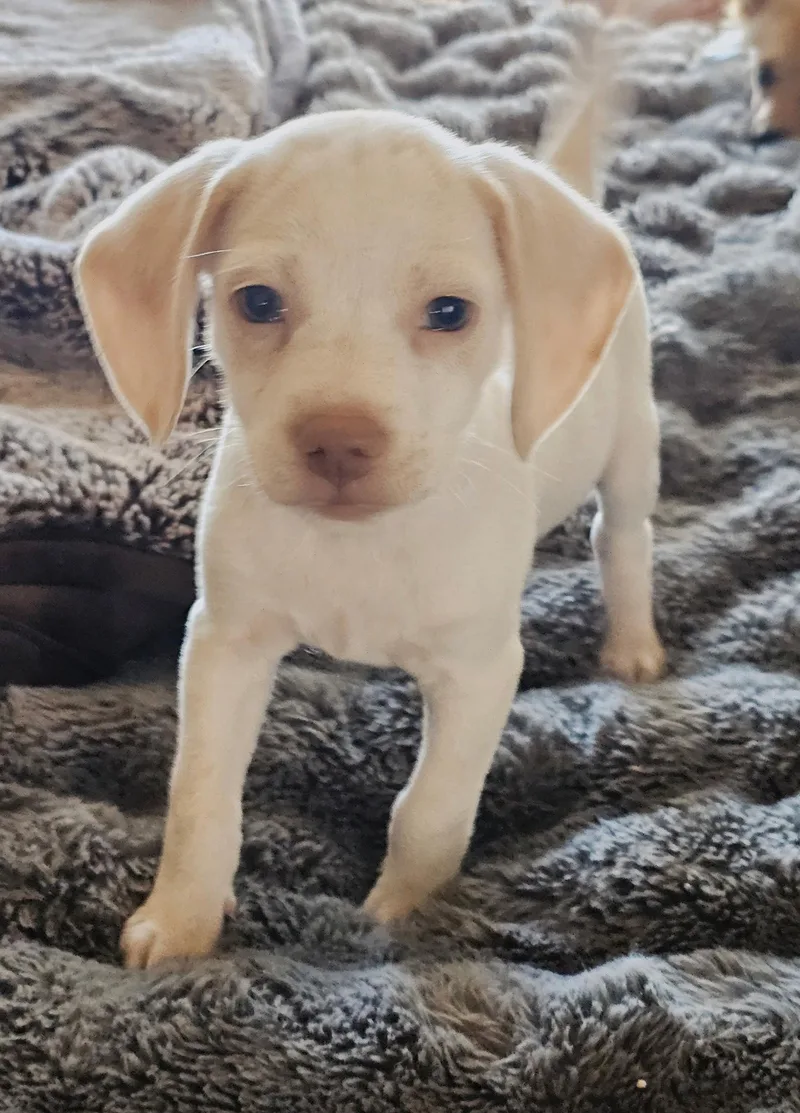 Puppy Glacier