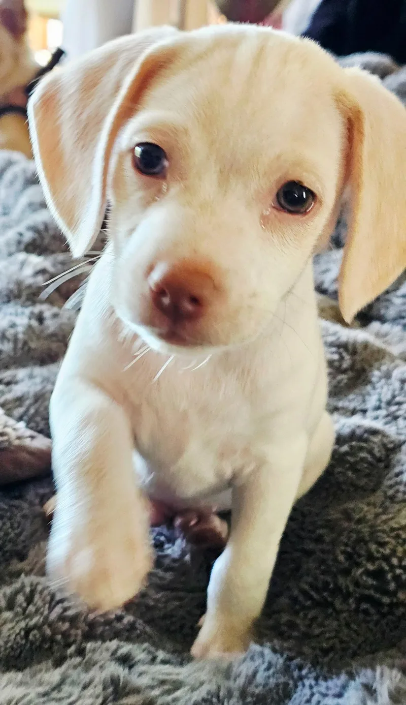 Puppy Glacier thumbnail 2