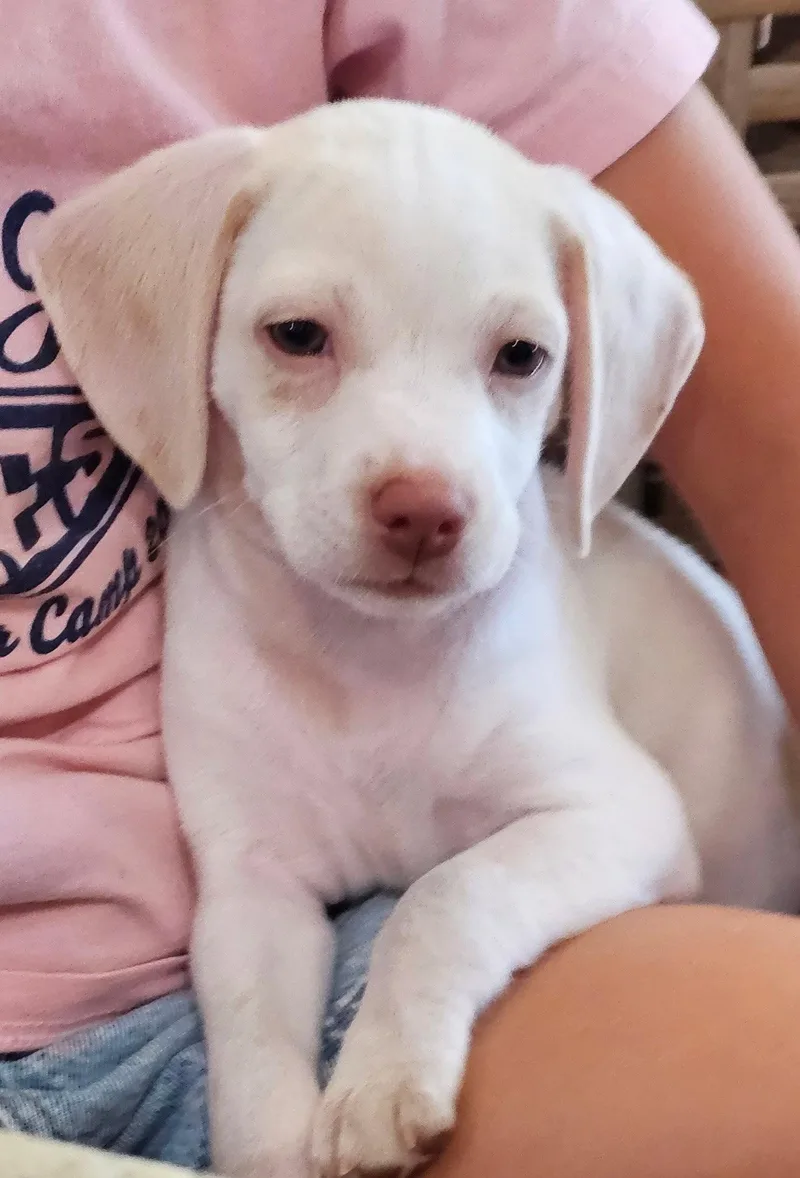 Puppy Glacier thumbnail 3