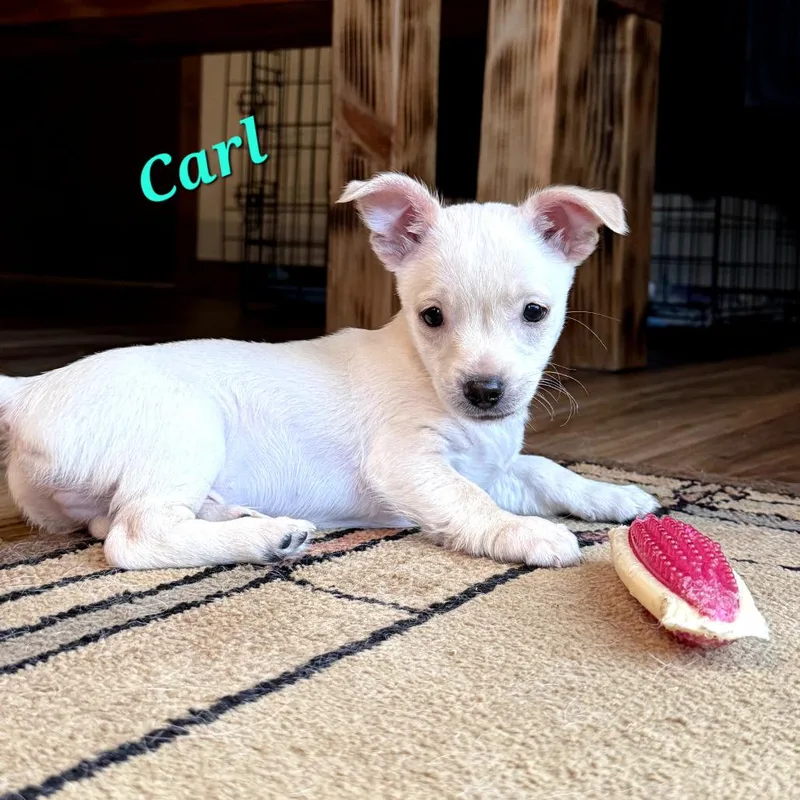 A baby small-sized male White / Cream Chihuahua dog named Carl for adoption in Monticello, IA