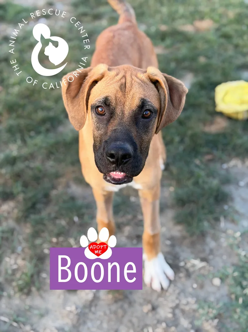 Boone