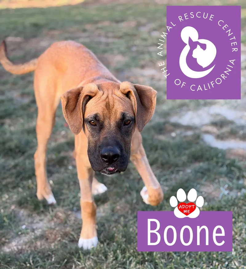 Boone thumbnail 3