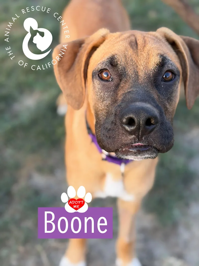 Boone thumbnail 4