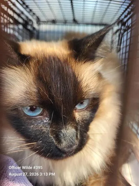 An adult small-sized female Domestic Short Hair cat named Garlic for adoption in San Antonio, TX