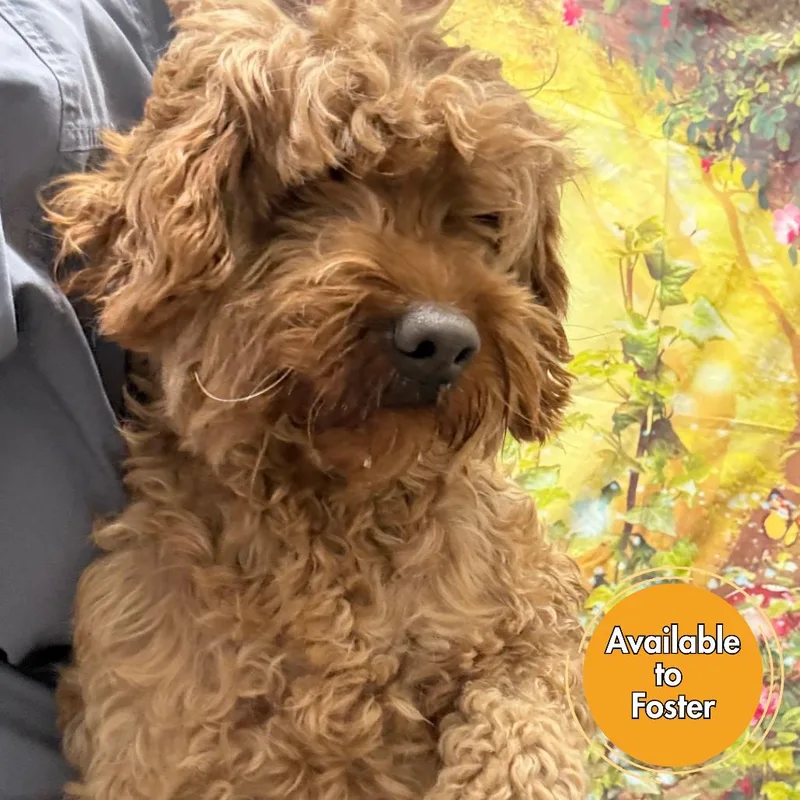 An adult medium-sized female Apricot / Beige Golden Retriever dog named Sierra Mist for adoption in Normal, IL