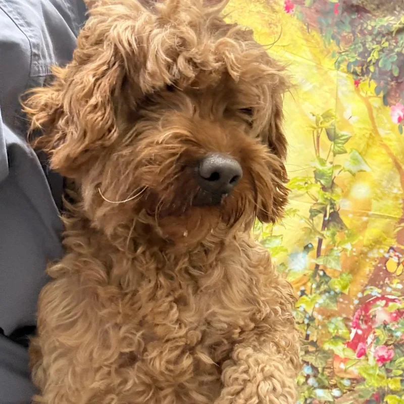 Sierra Mist thumbnail 2