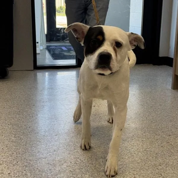 A young medium-sized male Terrier dog named Pirate for adoption in Des Moines, IA