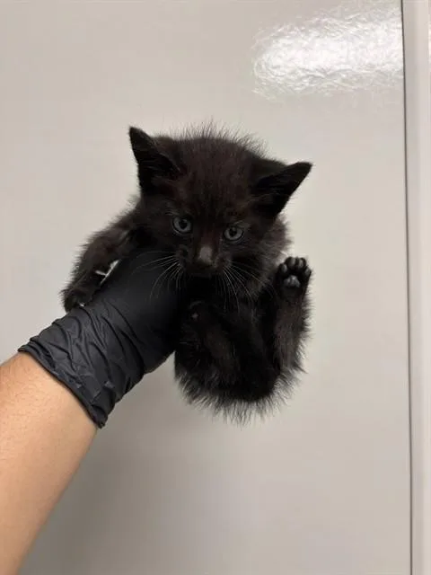 A baby small-sized female Domestic Short Hair cat named Eeny for adoption in Ontario, CA