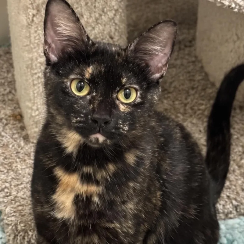 A young large-sized female Domestic Short Hair cat named Riley for adoption in Boston, MA
