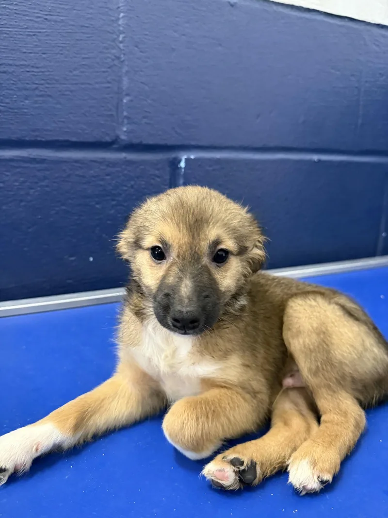 A young medium-sized male Chihuahua dog named Beep mo AVA for adoption in Sterling, MA