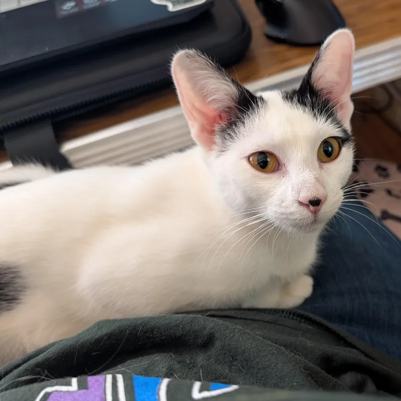 An adult medium-sized female White Domestic Short Hair cat named Lilo for adoption in Jefferson, WI