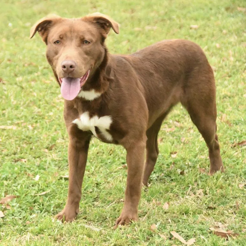 A young medium-sized female Brown / Chocolate Labrador Retriever dog named Reesa for adoption in Natchez, MS