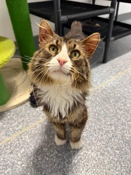 An adult medium-sized male Tabby (Brown / Chocolate) Domestic Long Hair cat named Cubbie for adoption in Madison, WI
