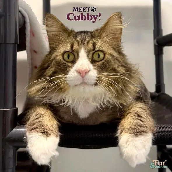 Cubbie thumbnail 3