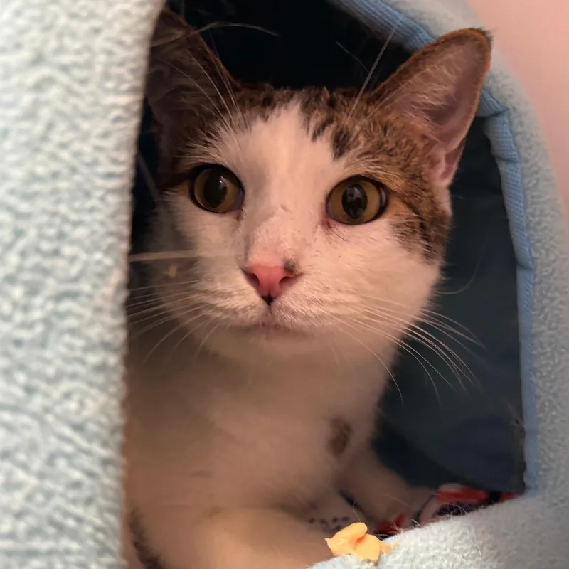 An adult large-sized male White Domestic Short Hair cat named Spirit for adoption in Westhampton, NY