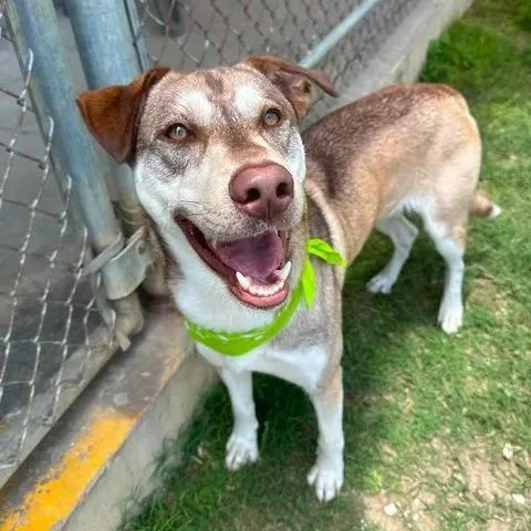 An adult medium-sized male Brown / Chocolate Hound dog named Terracotta for adoption in Beaumont, TX