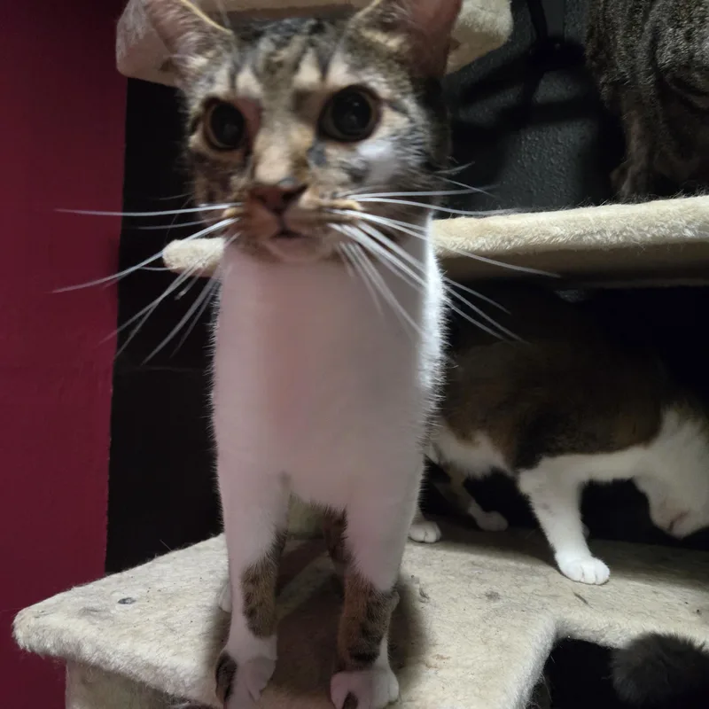 An adult medium-sized male American Shorthair cat named Joey for adoption in Toledo, OH