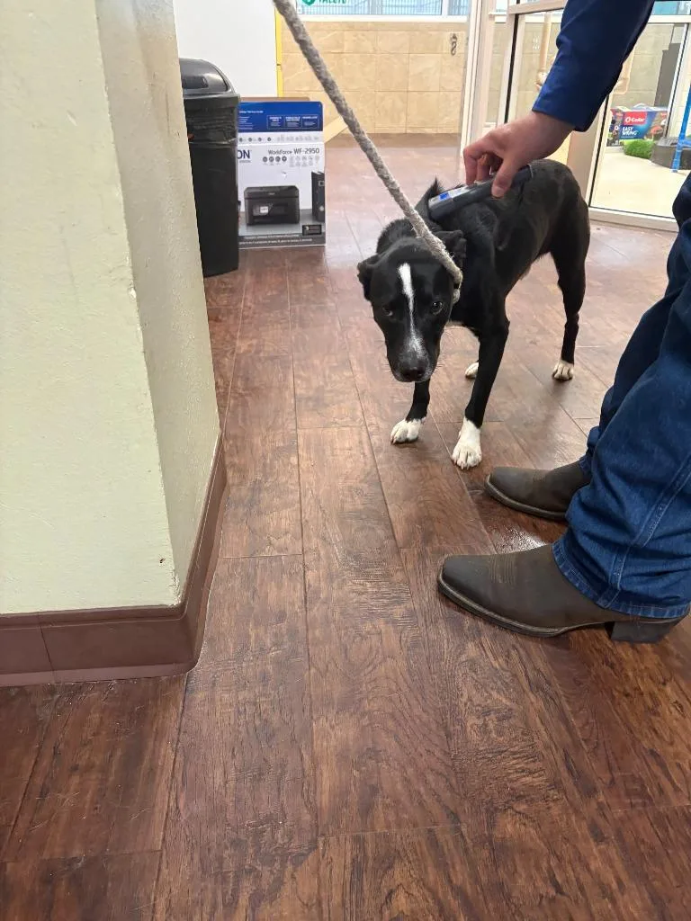 A young medium-sized male Border Collie dog named Dog Kennel for adoption in Greenville, TX
