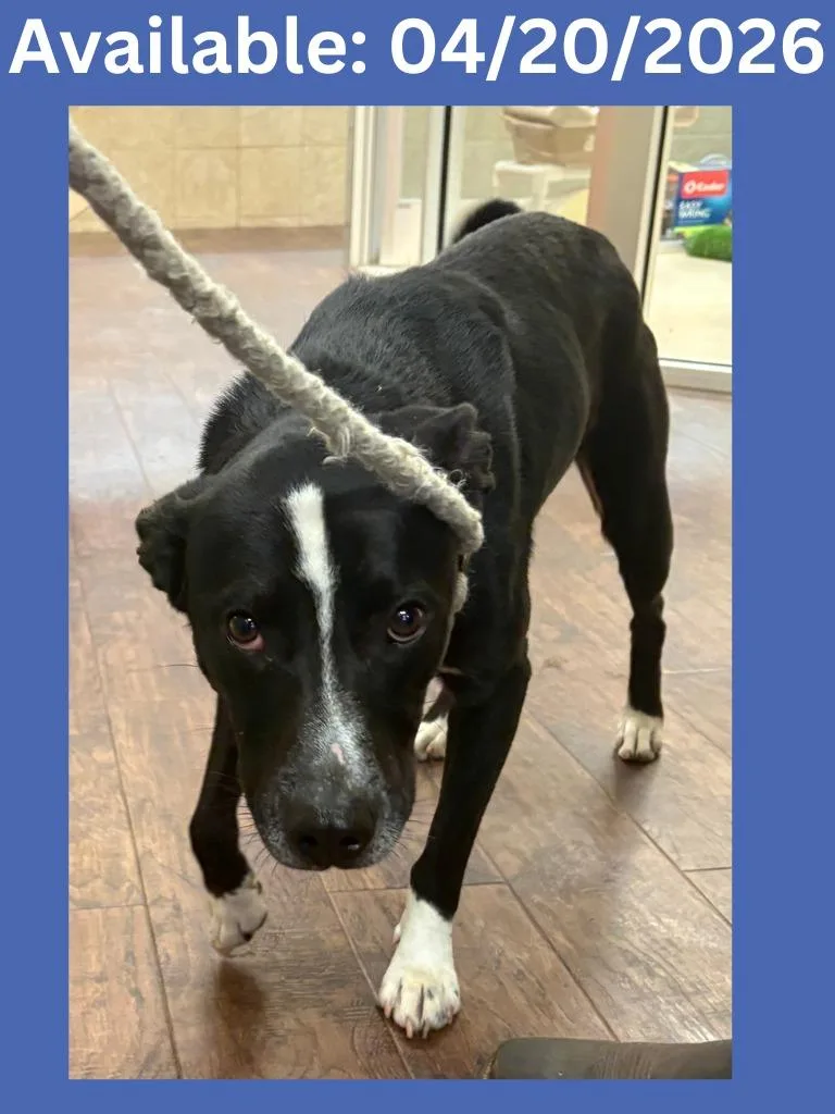 Dog Kennel thumbnail 2