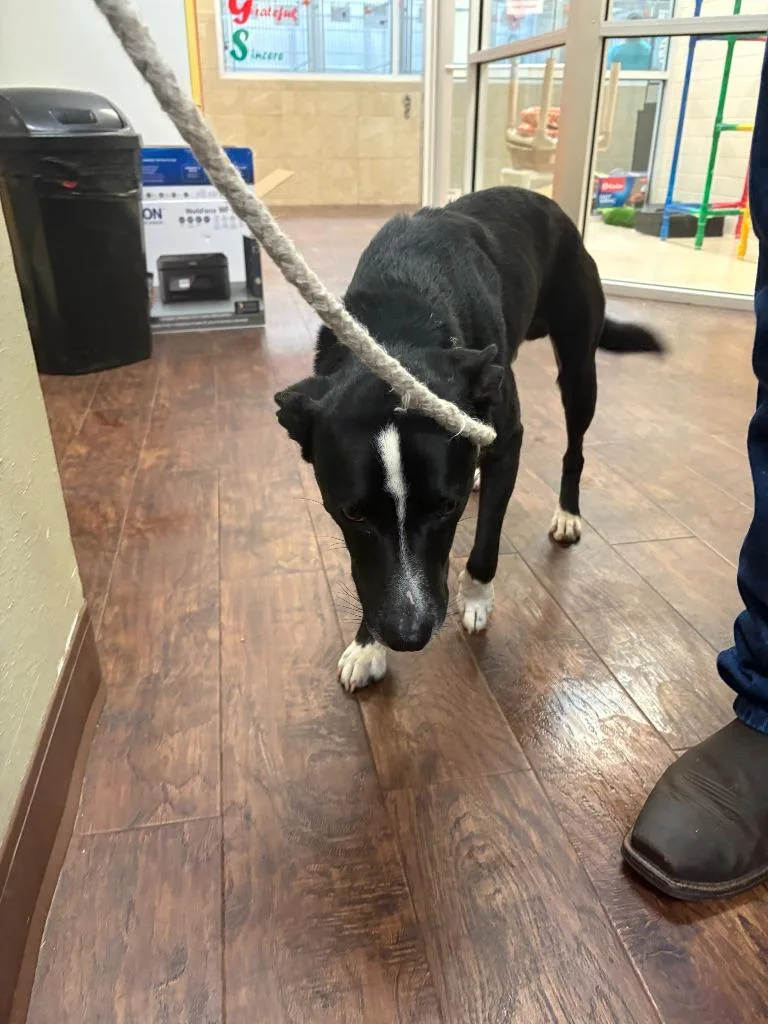 Dog Kennel thumbnail 3