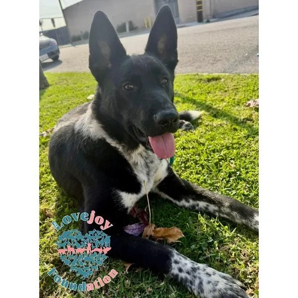 A young medium-sized female Black Border Collie dog named Nikita Coh for adoption in Inglewood, CA