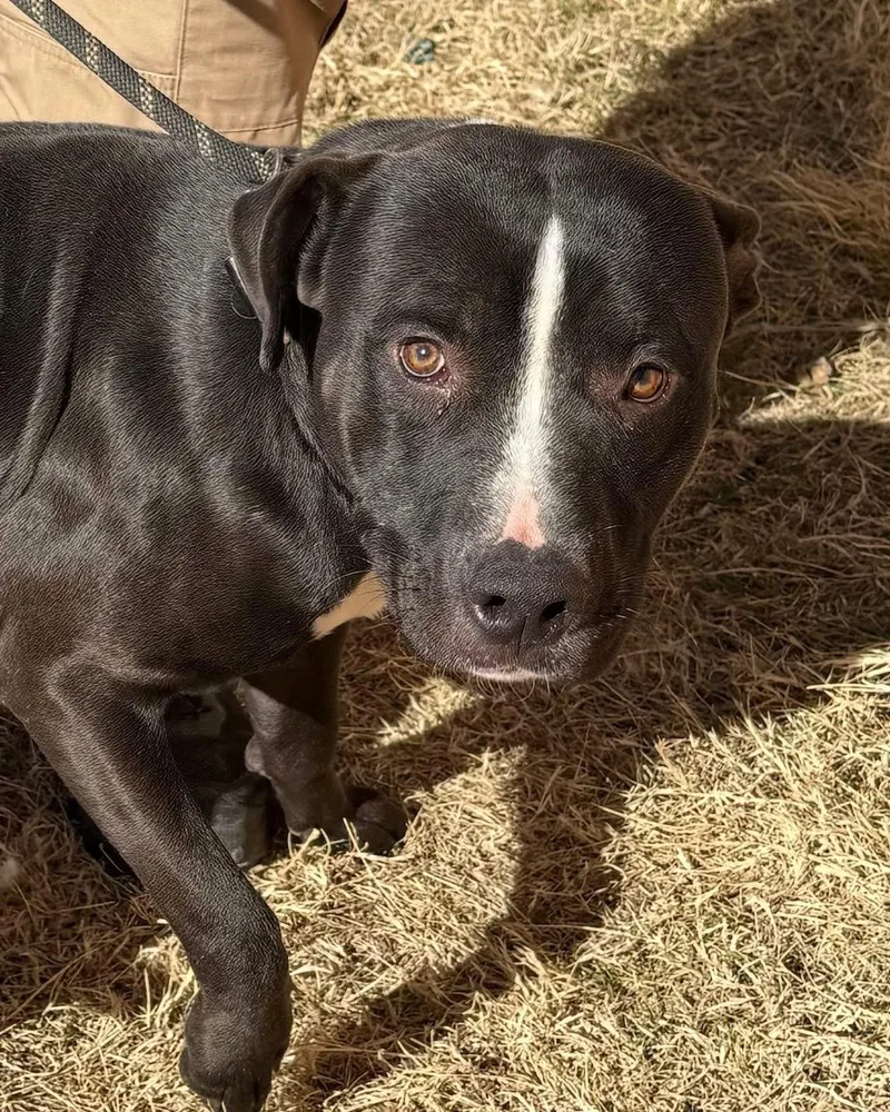 An adult medium-sized male Tricolor (Brown, Black, & White) Boxer dog named Abel for adoption in Dripping Springs, TX