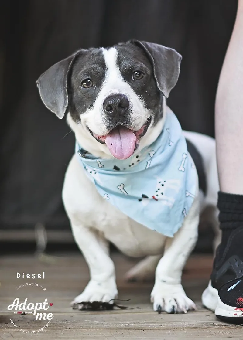An adult small-sized male Black Dachshund dog named Diesel for adoption in Kingwood, TX